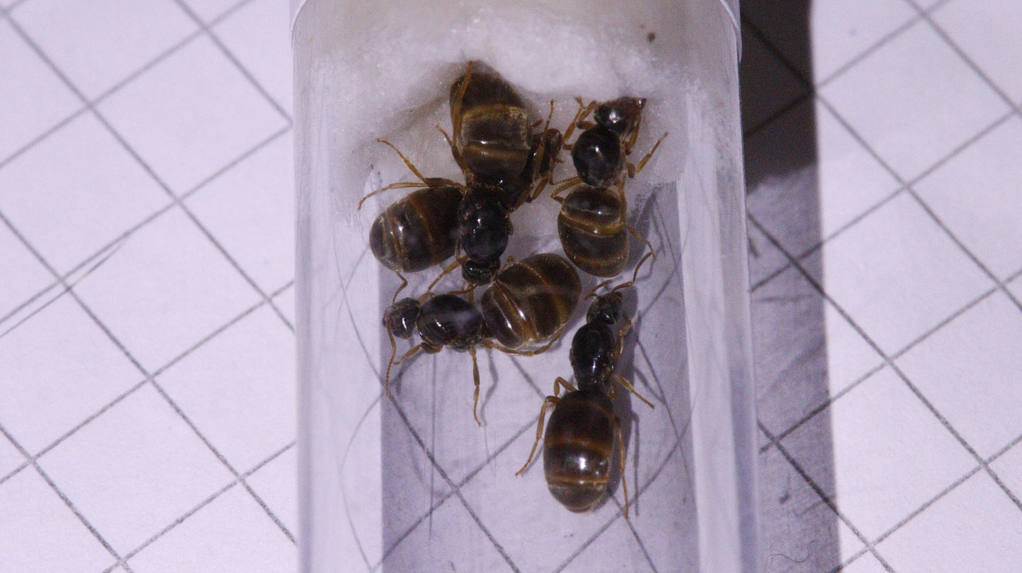 Lasius flavus