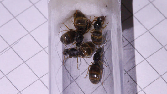 Fünf Lasius flavus Königinnen