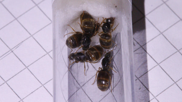 Fünf Lasius flavus Königinnen