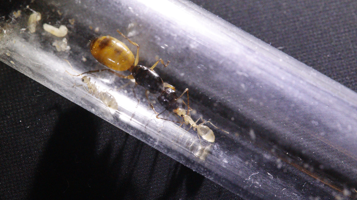 Camponotus fedtschenkoi