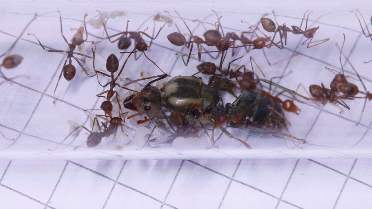 Oecophylla smaragdina Königin mit Brut und etwa 15 Arbeiterinnen