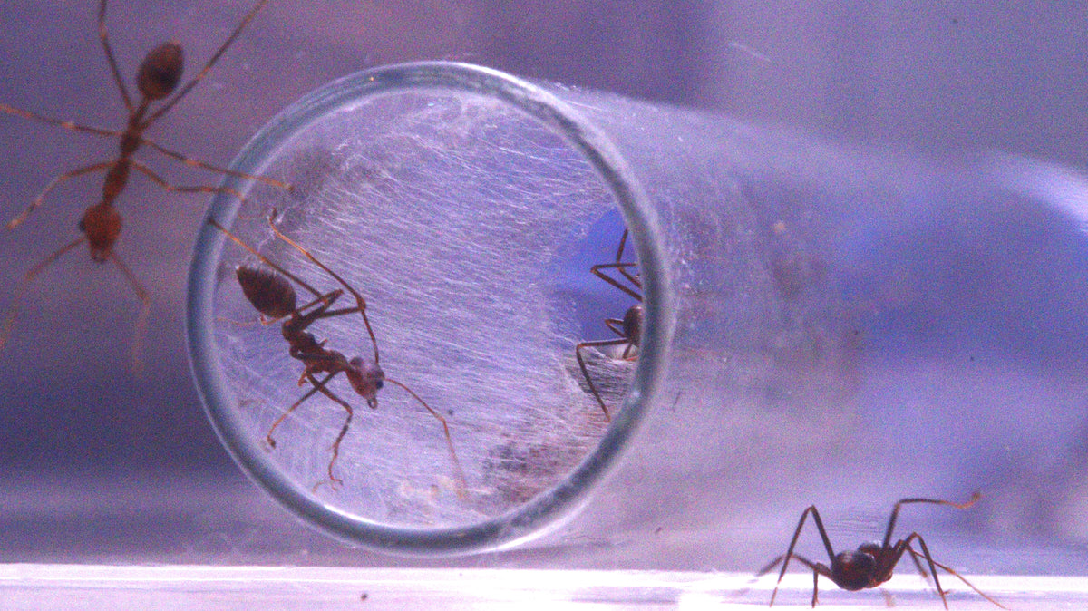 Oecophylla smaragdina Arbeiterinnen an einer von ihnen zugewebten Reagenzglasöffnung 