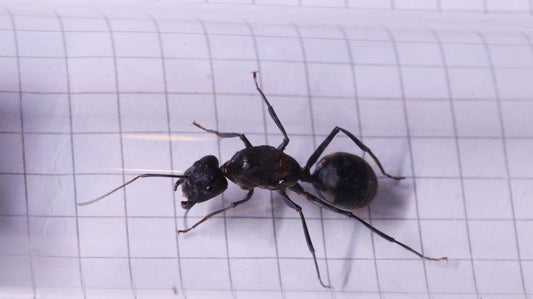 Camponotus angusticollis Königin
