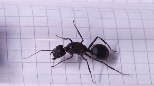 Camponotus angusticollis Königin