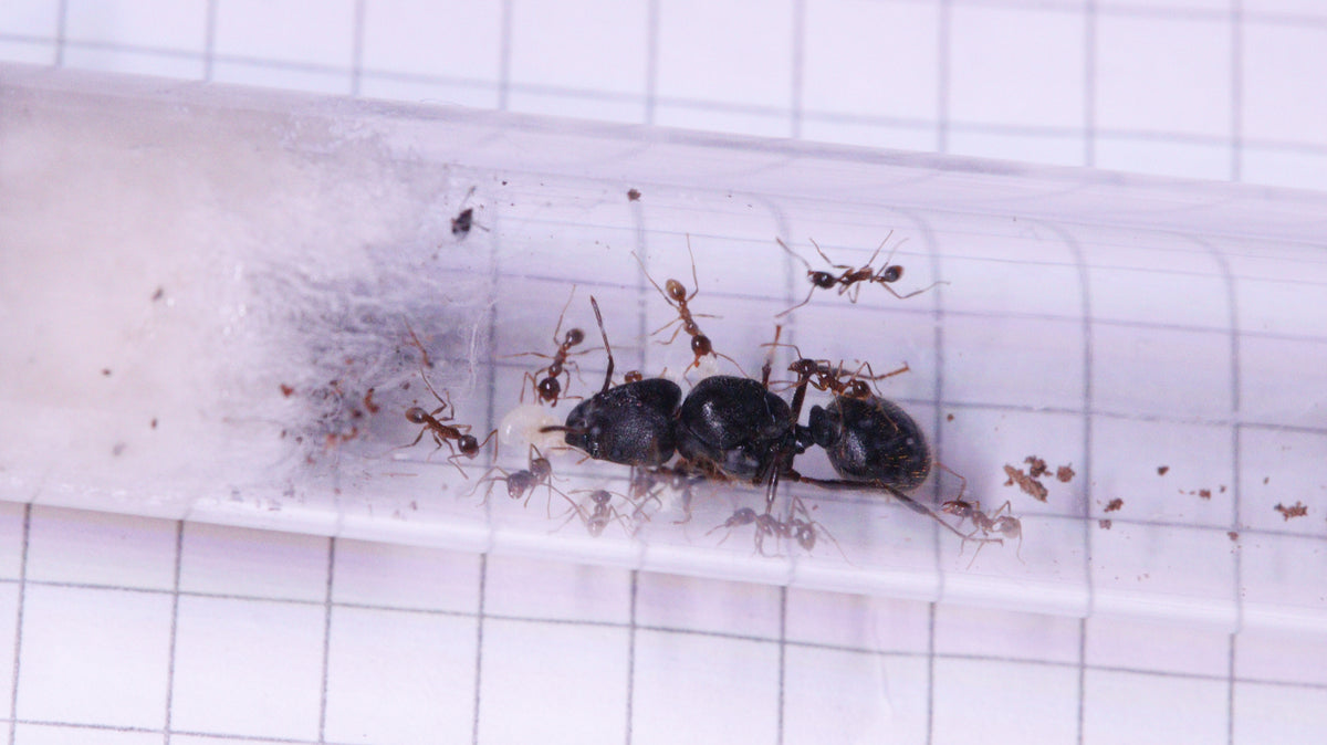 Pheidole sinica Königin mit ersten Arbeiterinnen