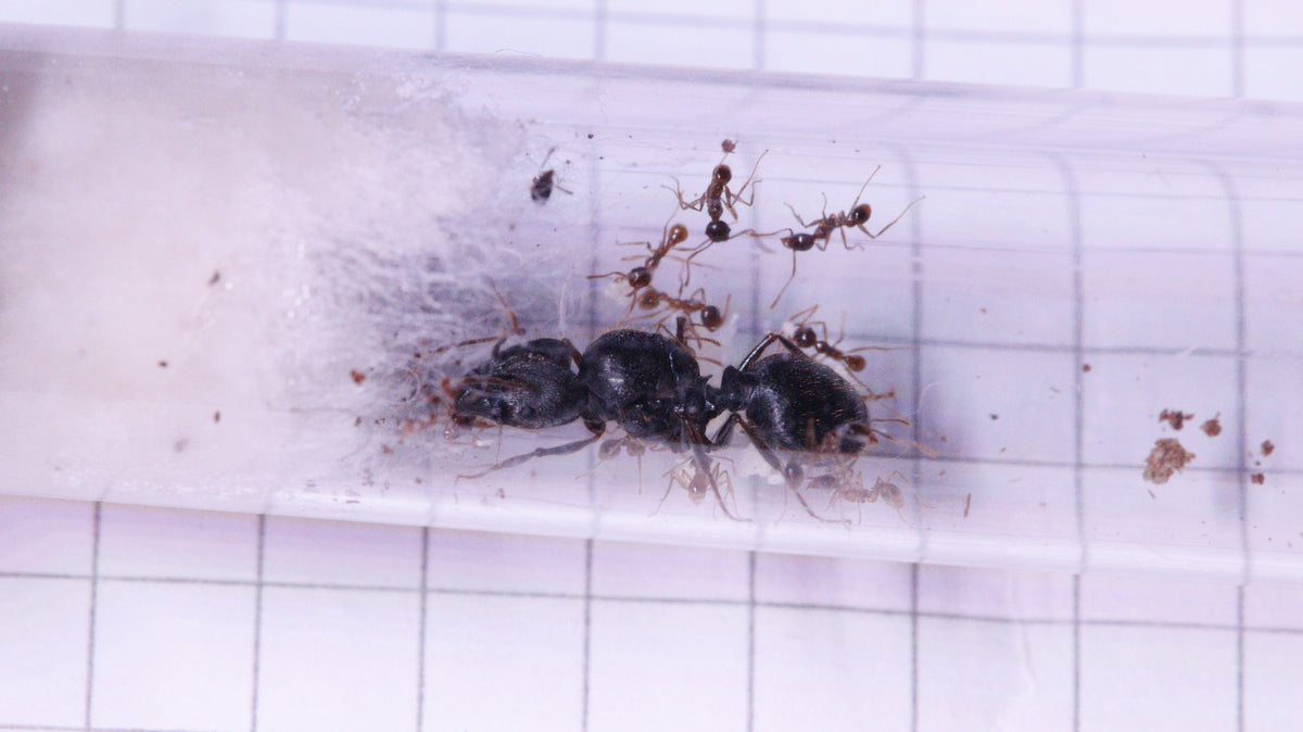 Pheidole sinica Königin mit ersten Arbeiterinnen