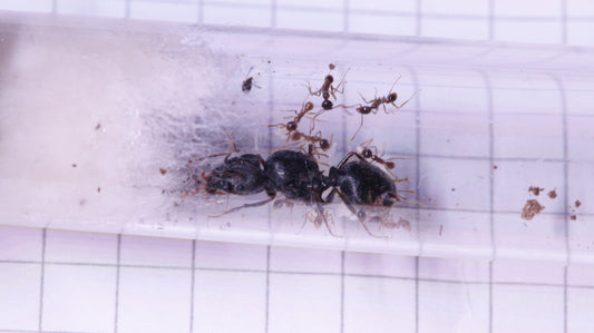 Pheidole sinica Königin mit ersten Arbeiterinnen