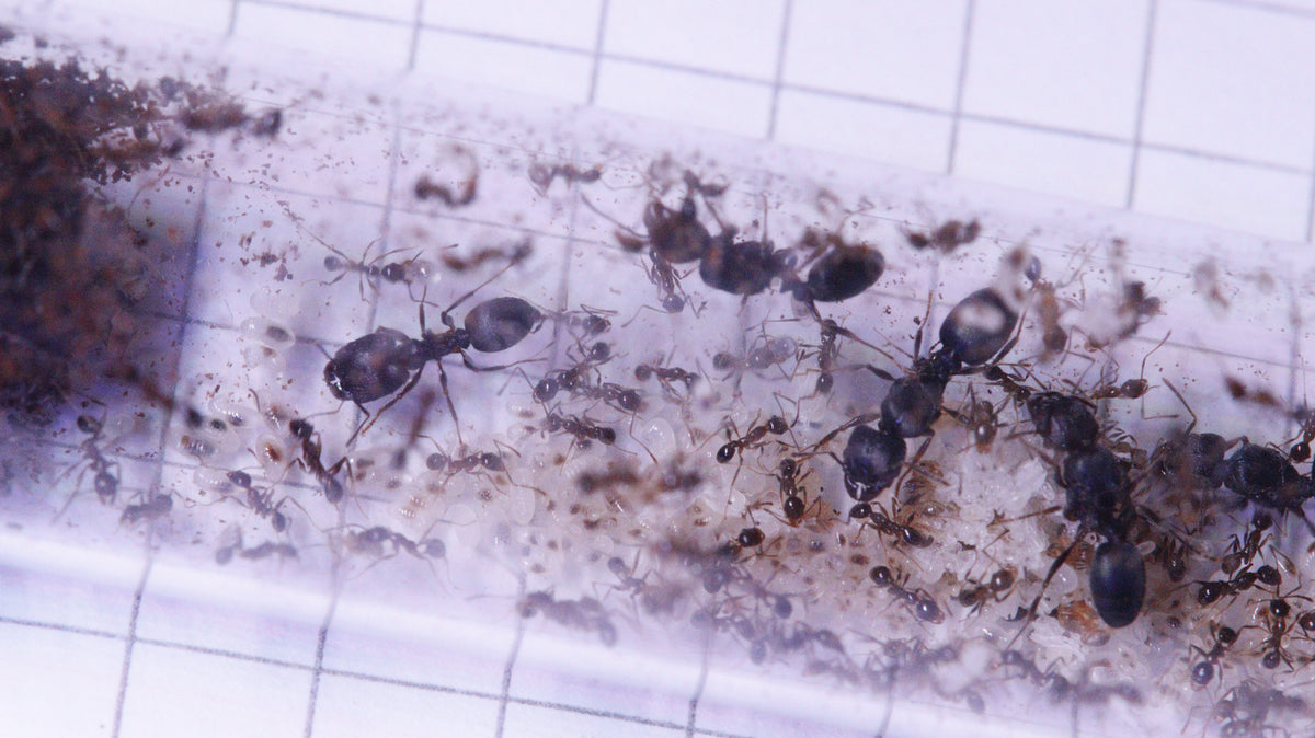 Pheidole yeensis Kolonie mit 4 Königinnen, einem Soldaten und einer großen Menge Brut