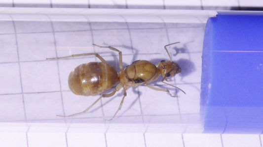 Myrmecocystus mexicanus Königin