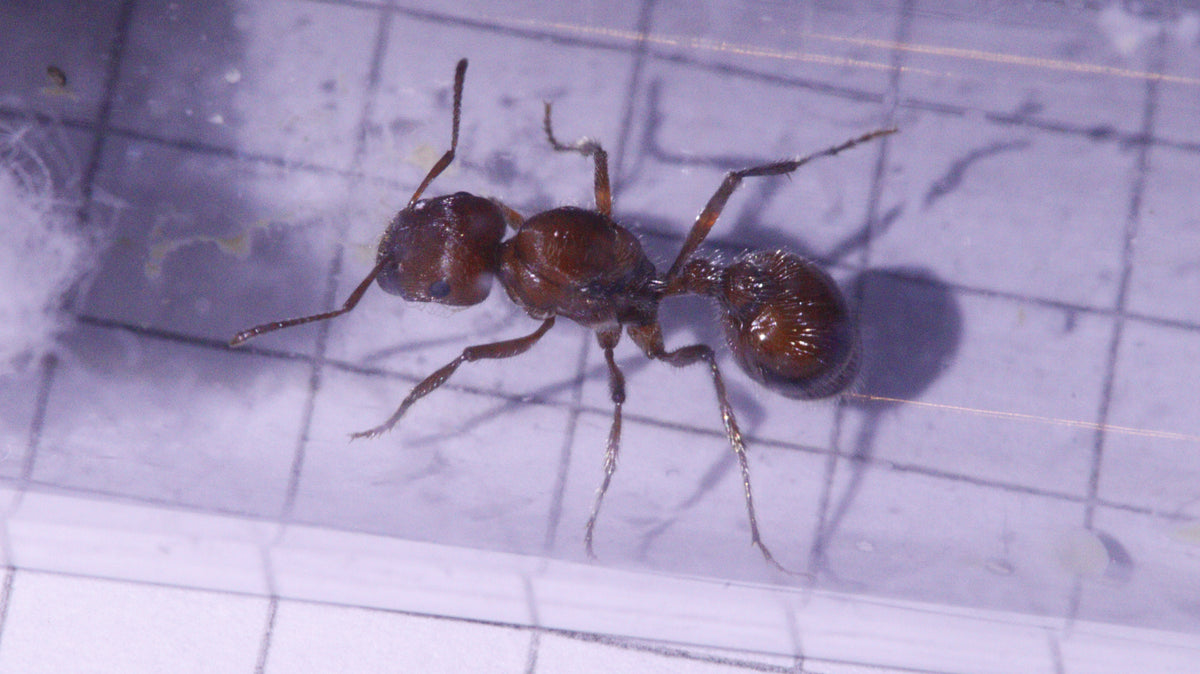 Pogonomyrmex maricopa Königin