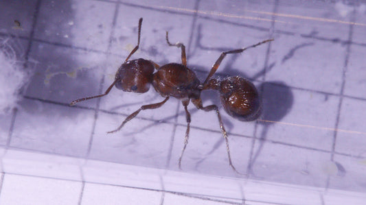Pogonomyrmex maricopa Königin