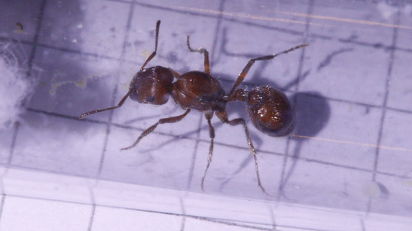 Pogonomyrmex maricopa Königin