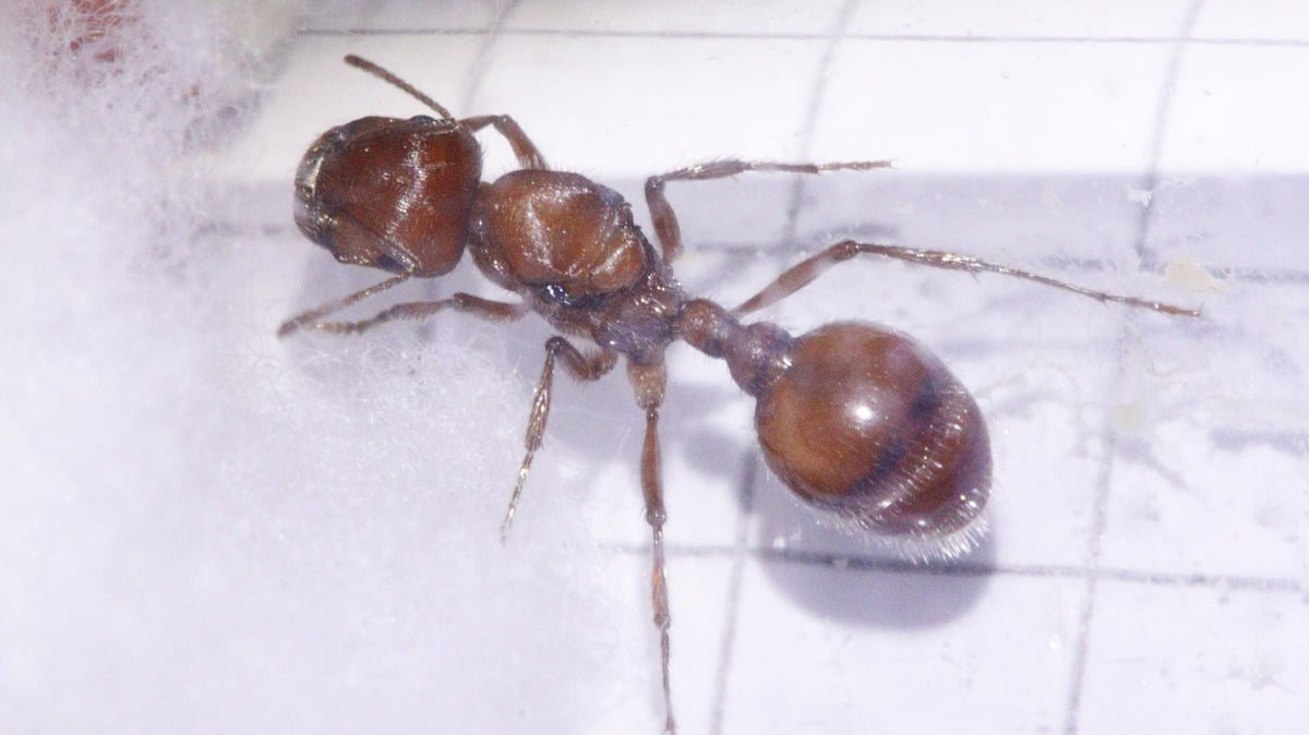 Pogonomyrmex maricopa Königin