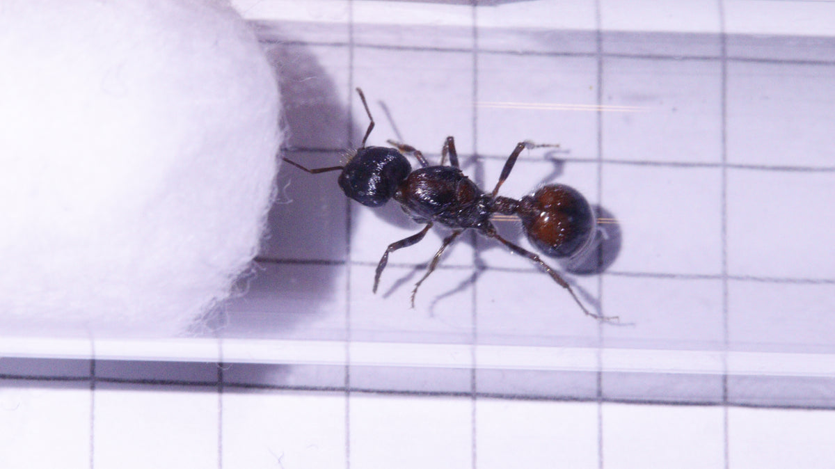 Pogonomyrmex rugosus Königin