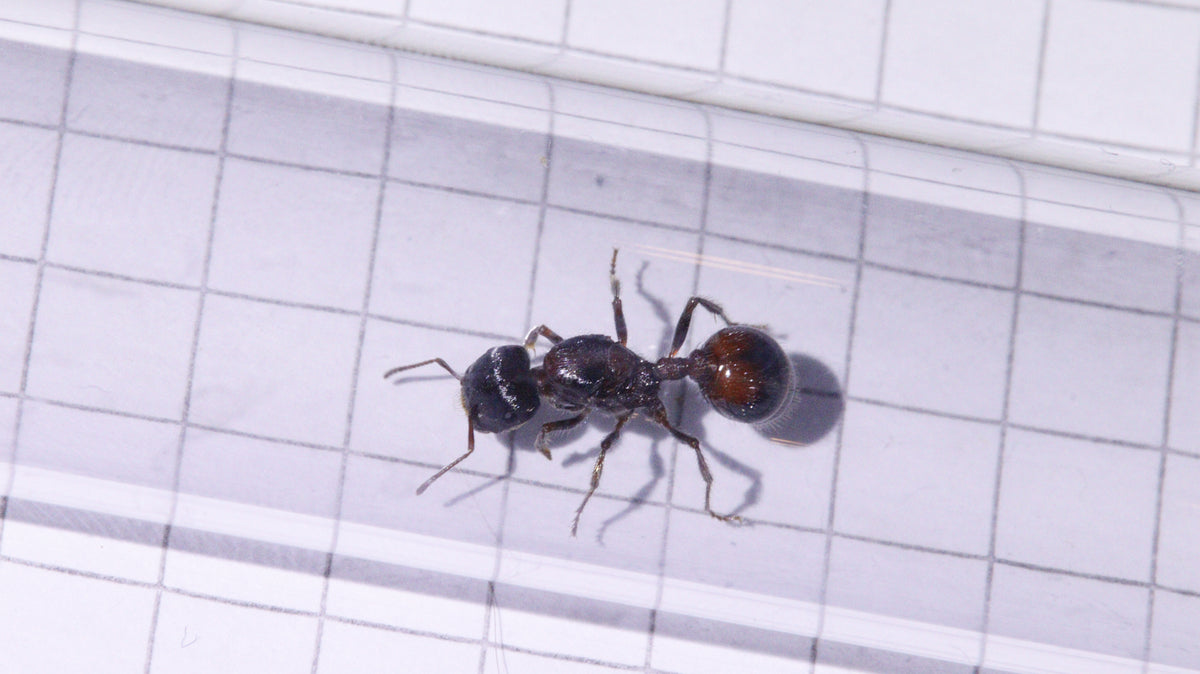 Pogonomyrmex rugosus Königin