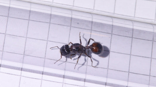 Pogonomyrmex rugosus Königin