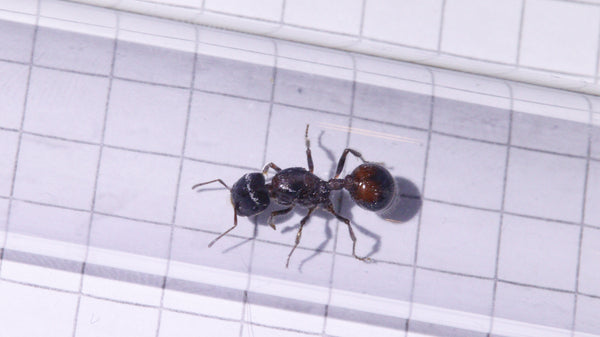 Pogonomyrmex rugosus Königin