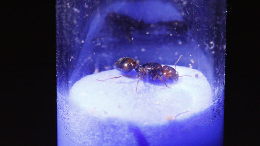 Nahaufnahme einer Pheidole xerophila Königin