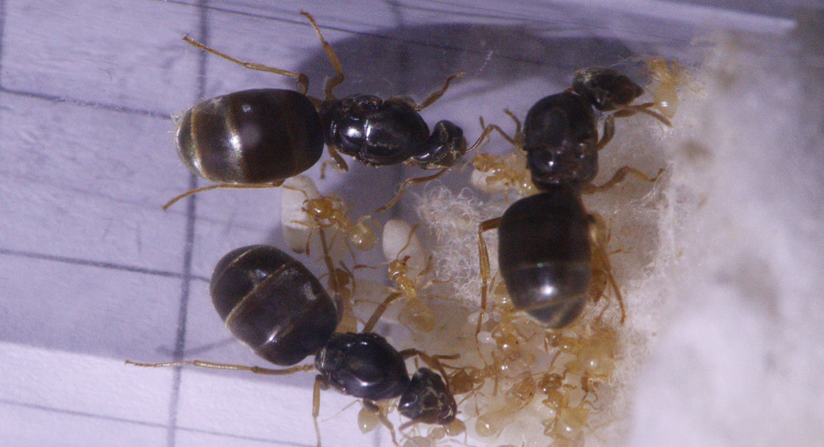 3 Lasius flavus Königinnen mit Brut und Arbeiterinnen. Eine Arbeiterin hält eine Puppe zwischen den Mandibeln