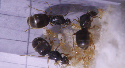 3 Lasius flavus Königinnen mit Brut und Arbeiterinnen. Eine Arbeiterin hält eine Puppe zwischen den Mandibeln