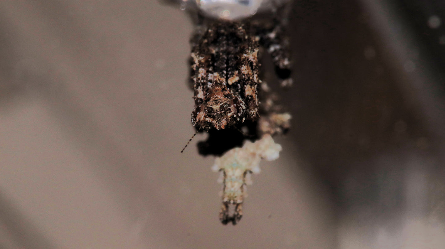 Pseudacanthops lobipes