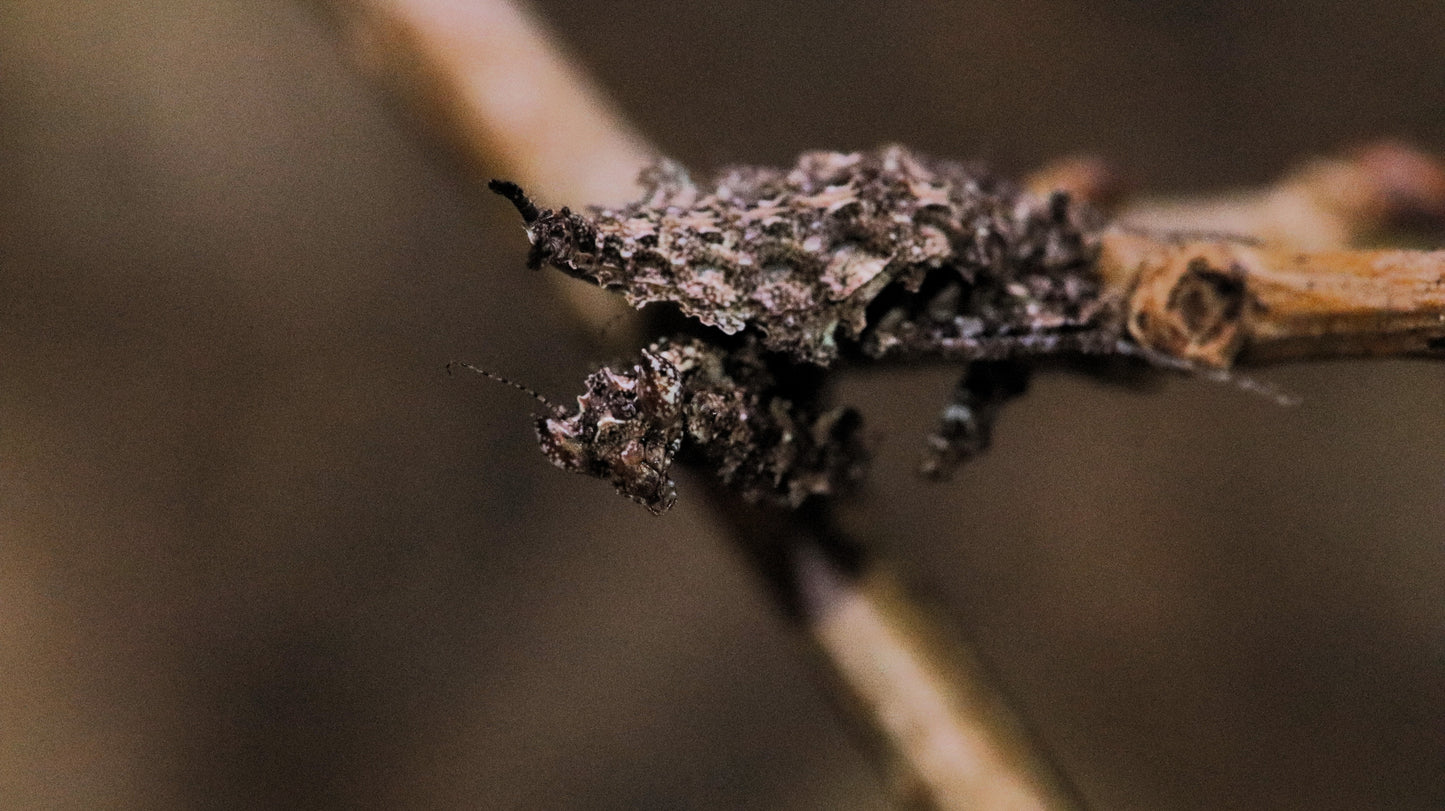 Pseudacanthops lobipes