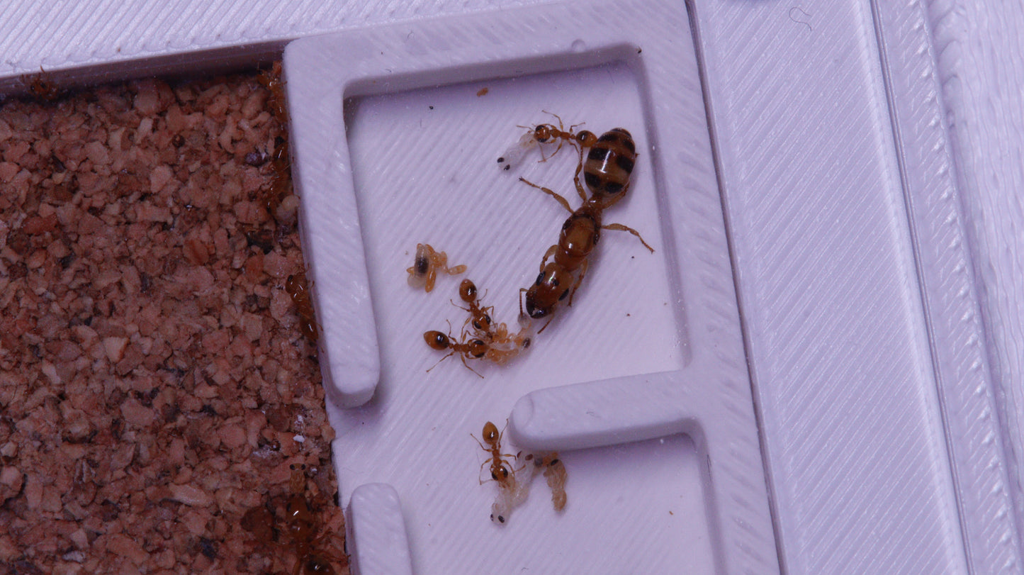 Gesomyrmex howardi