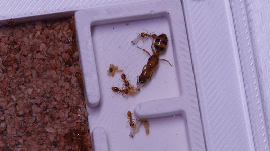 Gesomyrmex howardi