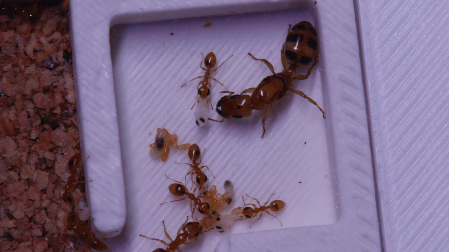 Gesomyrmex howardi