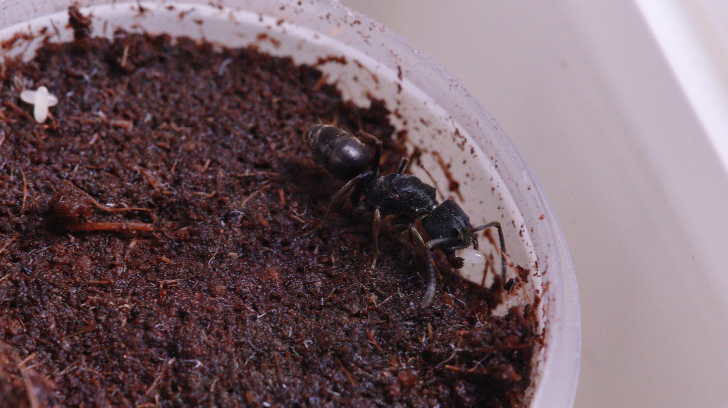 Ectomomyrmex zhengi