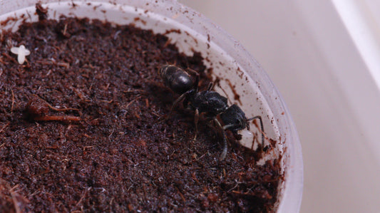 Ectomomyrmex zhengi
