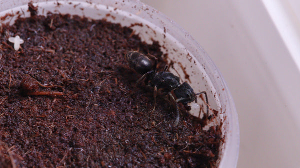 Ectomomyrmex zhengi