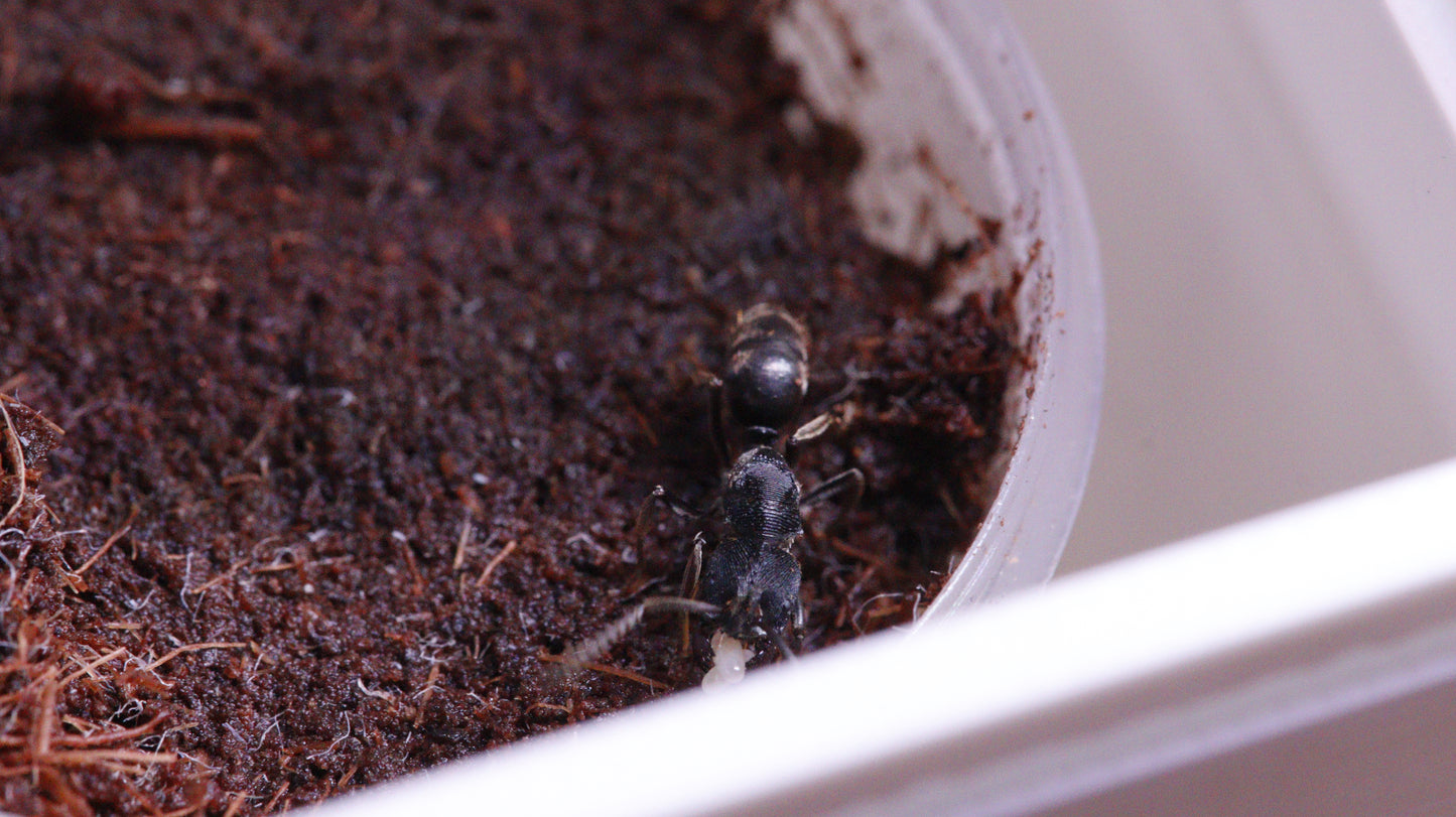 Ectomomyrmex zhengi
