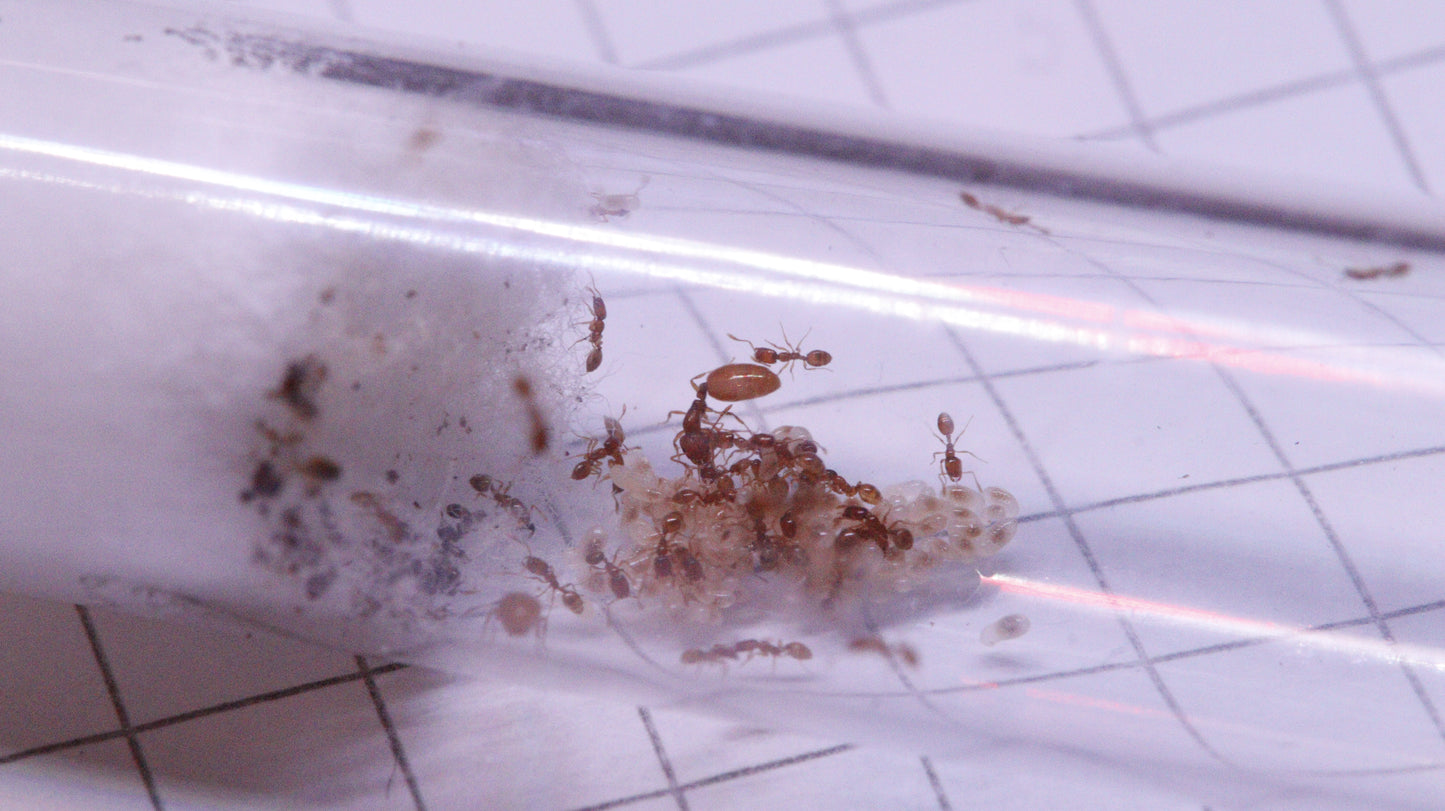 Monomorium andrei