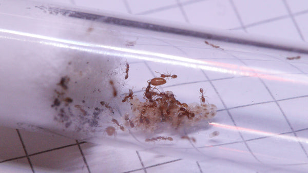 Monomorium andrei