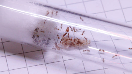 Monomorium andrei