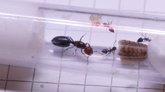 Crematogaster scutellaris