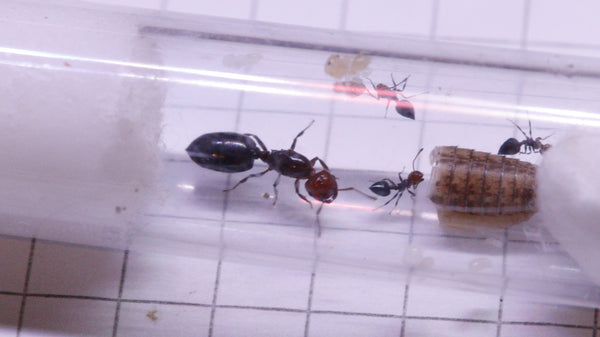 Crematogaster scutellaris