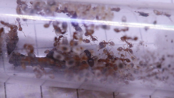 Temnothorax racovitzai
