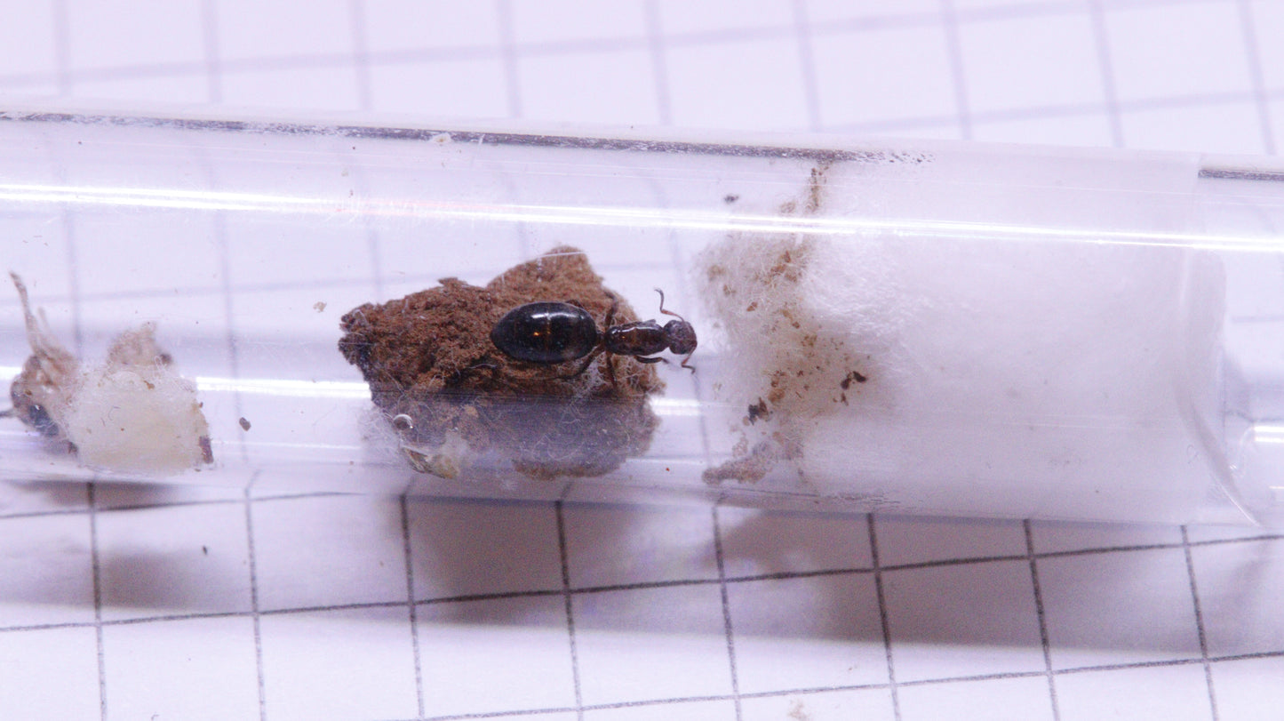 Colobopsis truncata