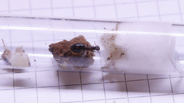 Colobopsis truncata