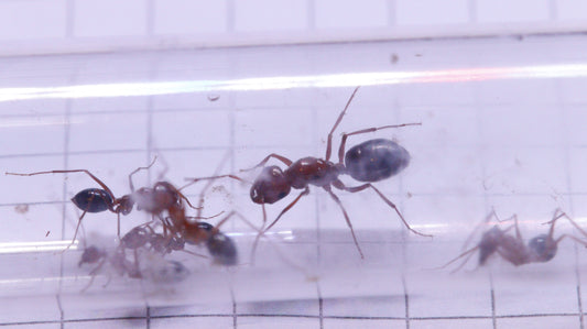 Cataglyphis rosenhaueri