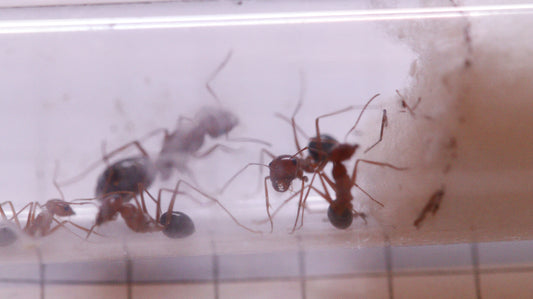 Cataglyphis rosenhaueri