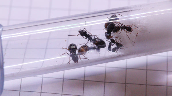 Proformica ferreri