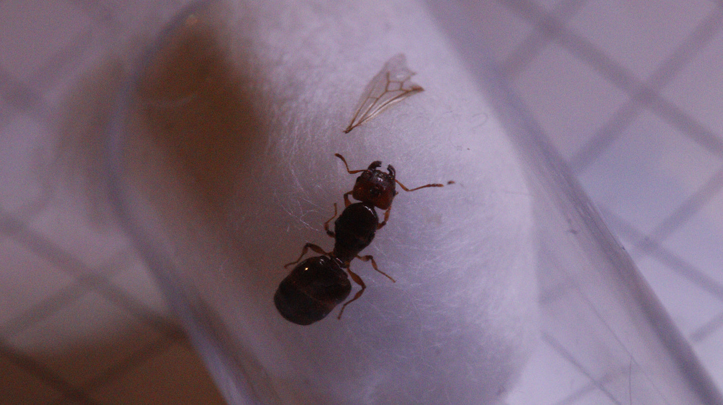 Pheidole pallidula