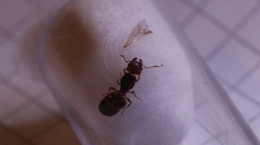 Pheidole pallidula