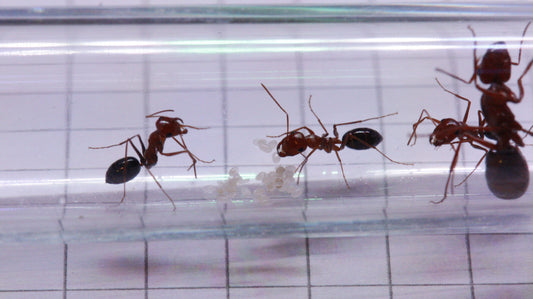 Cataglyphis rosenhaueri