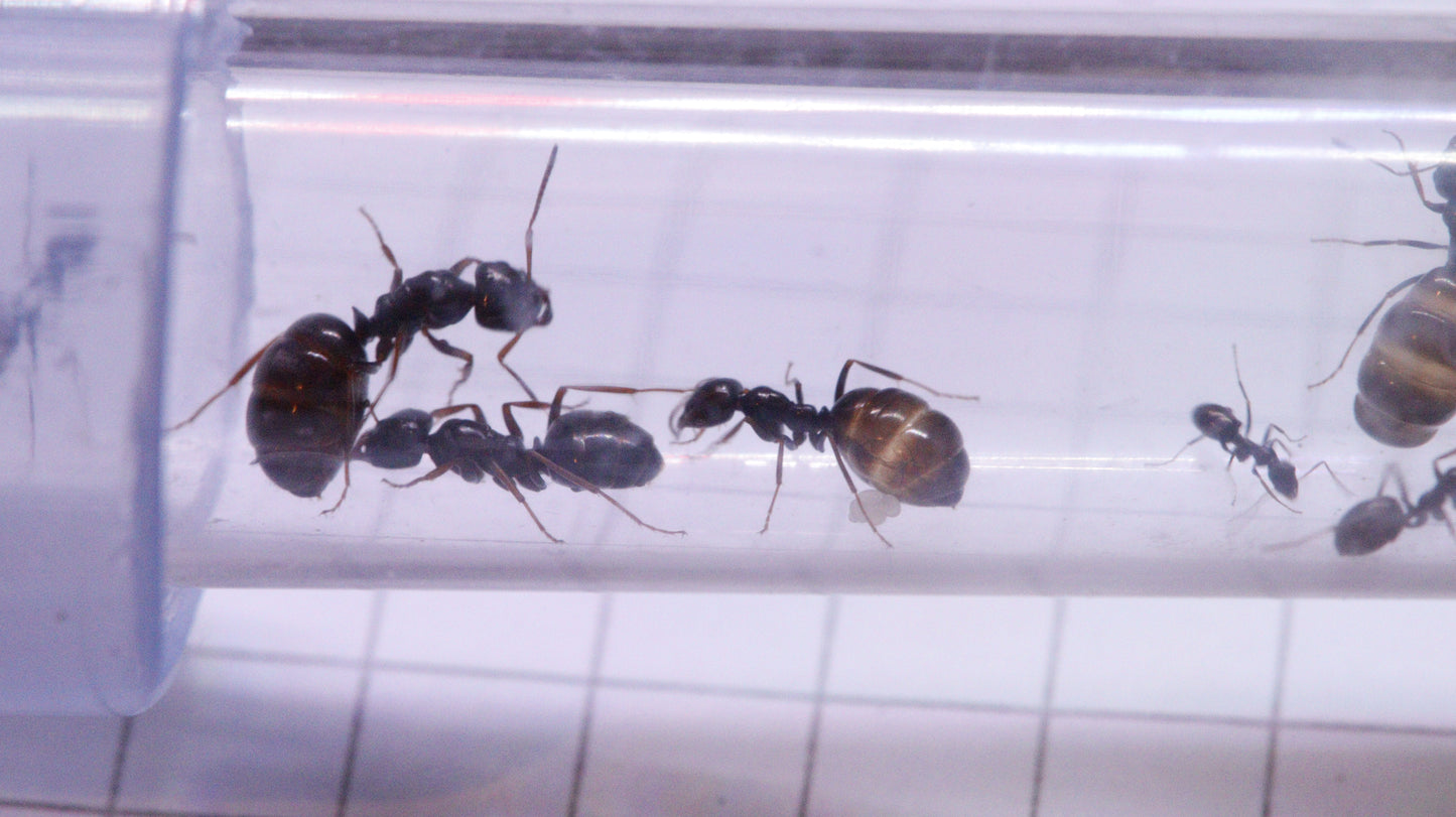 Proformica ferreri