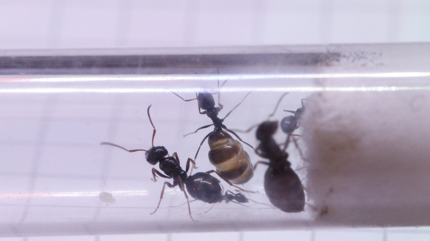 Proformica ferreri