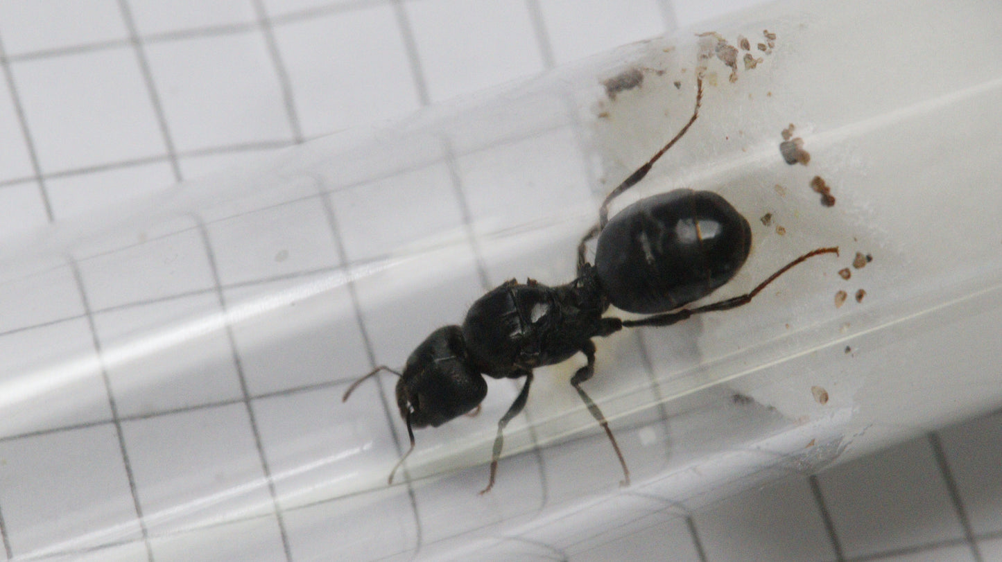 Pheidole rhea